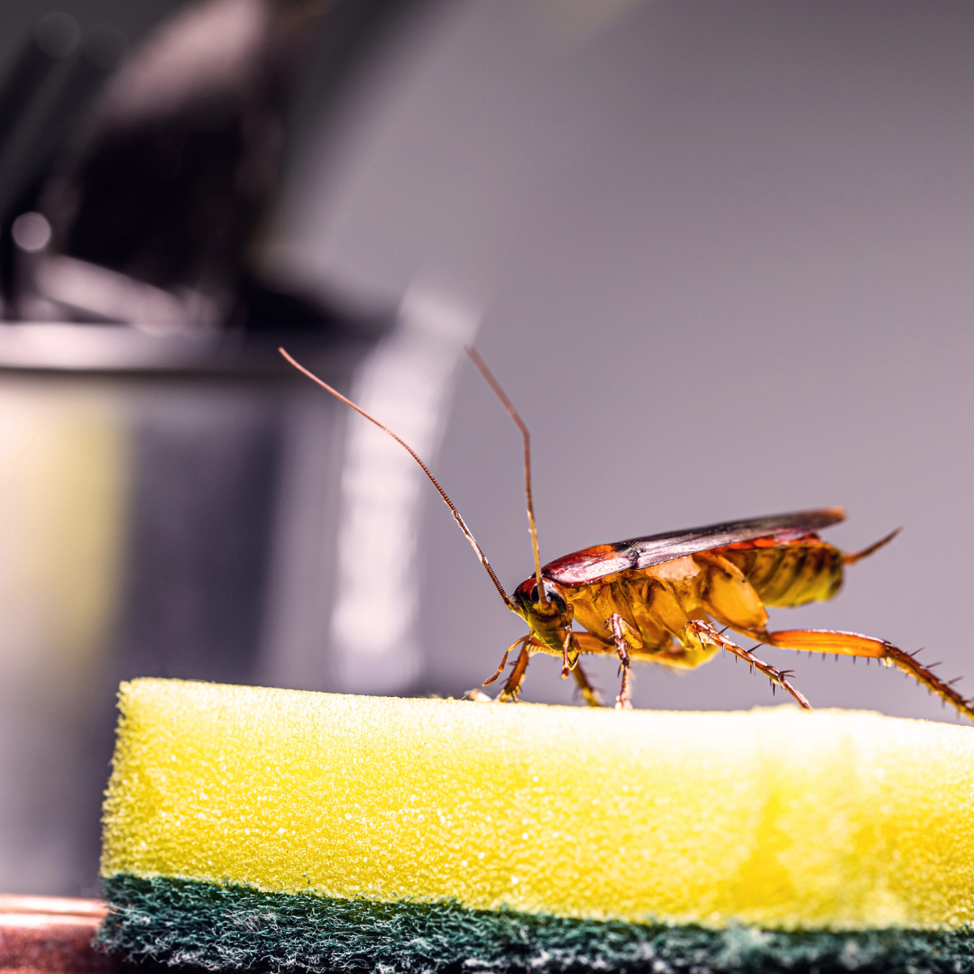 a cockroach on a kitchen sponge